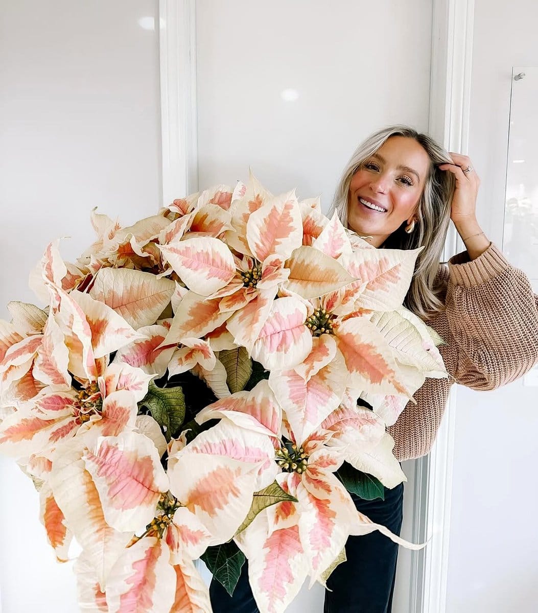 staghorn fern above fireplace