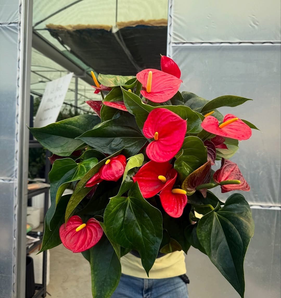 Anthurium with red flowers on sleek console table