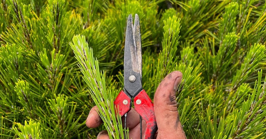 cork bark and stone zen garden