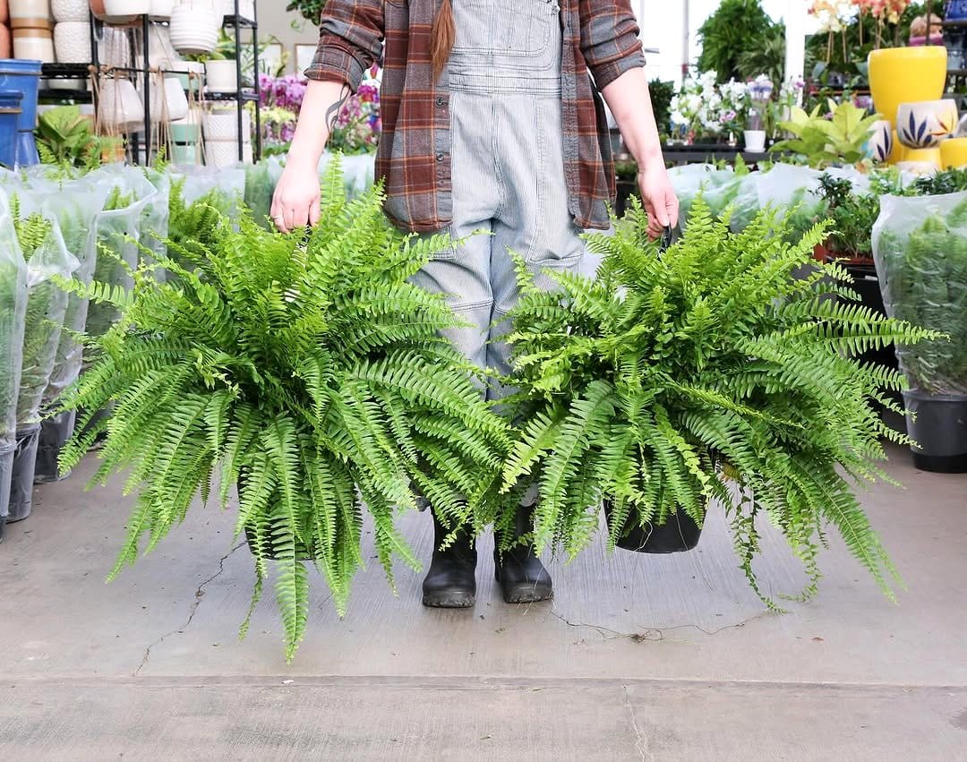 Boston fern in hanging basket