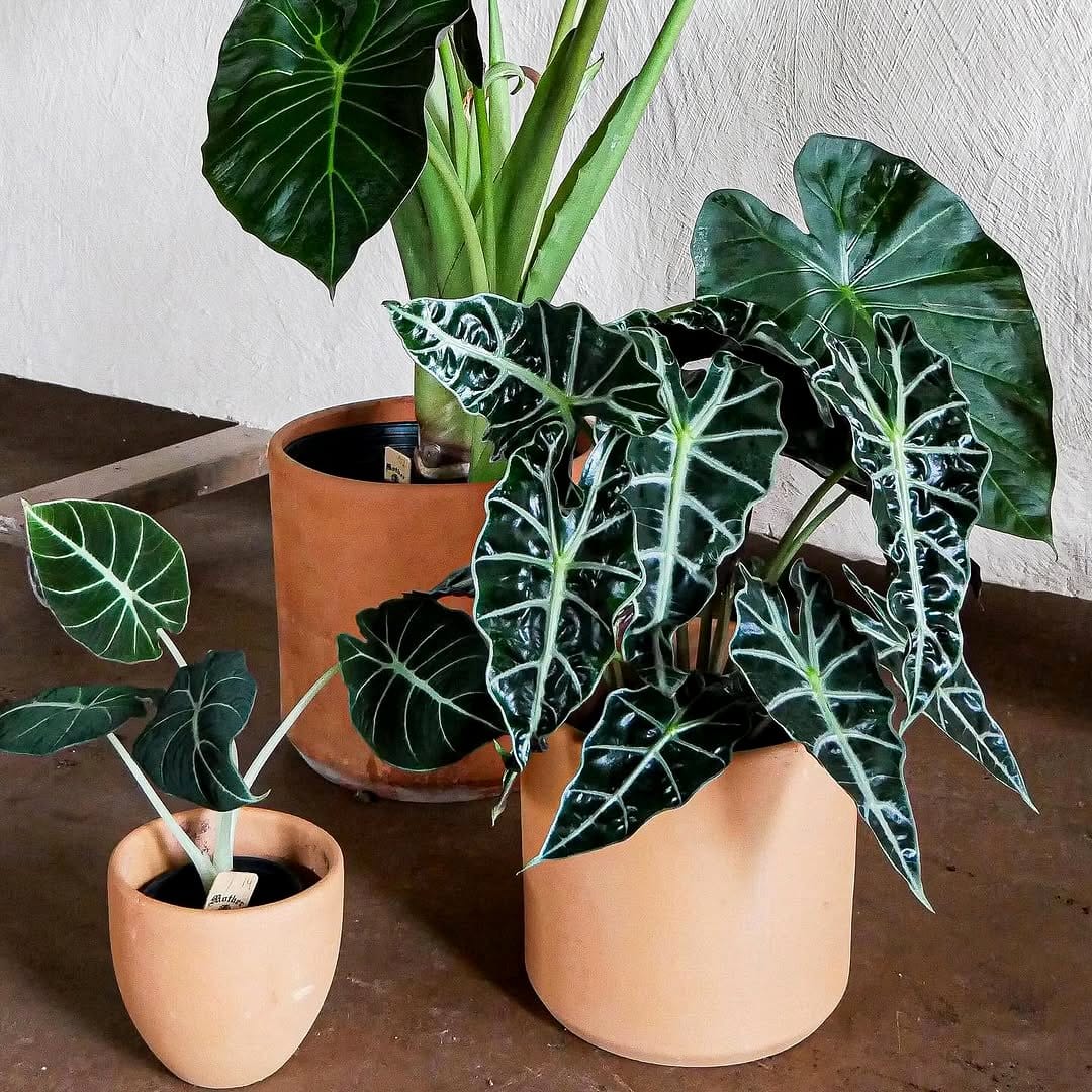 Alocasia and Colocasia in modern planters
