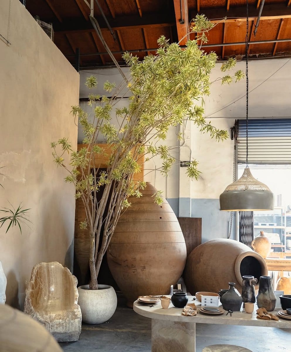 dracaena cluster with variegated leaves