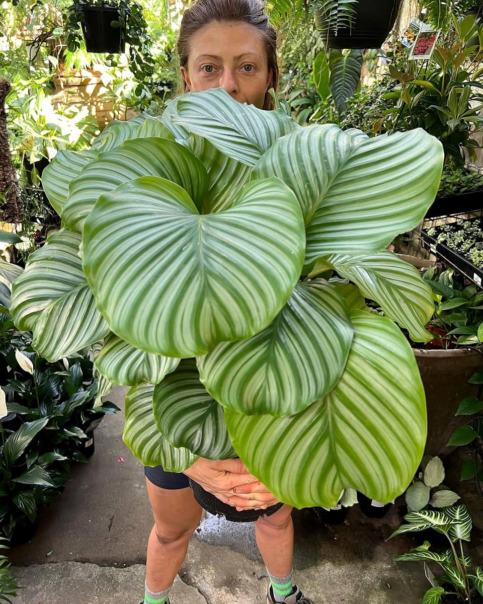 Calathea in a colorful playroom