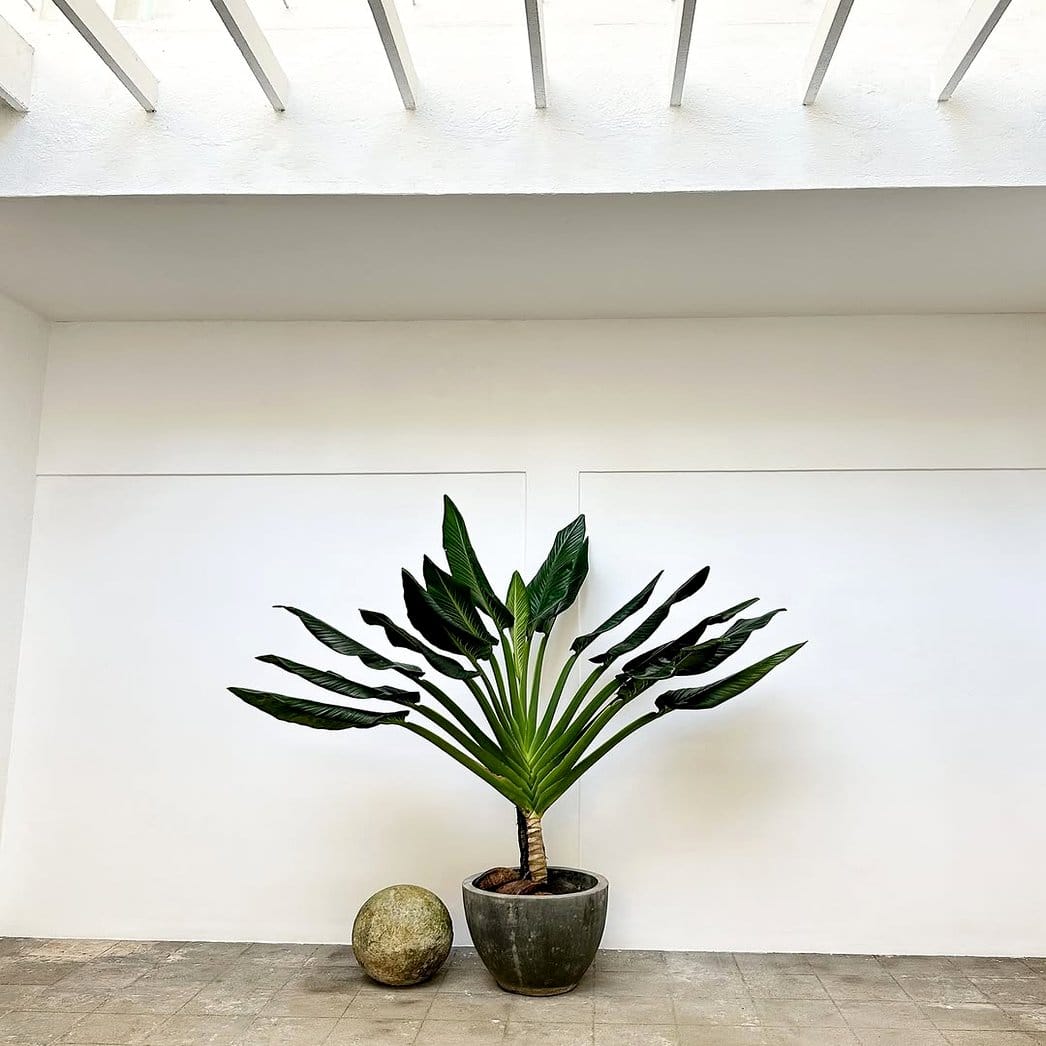 Textured clay pots with leafy green plants