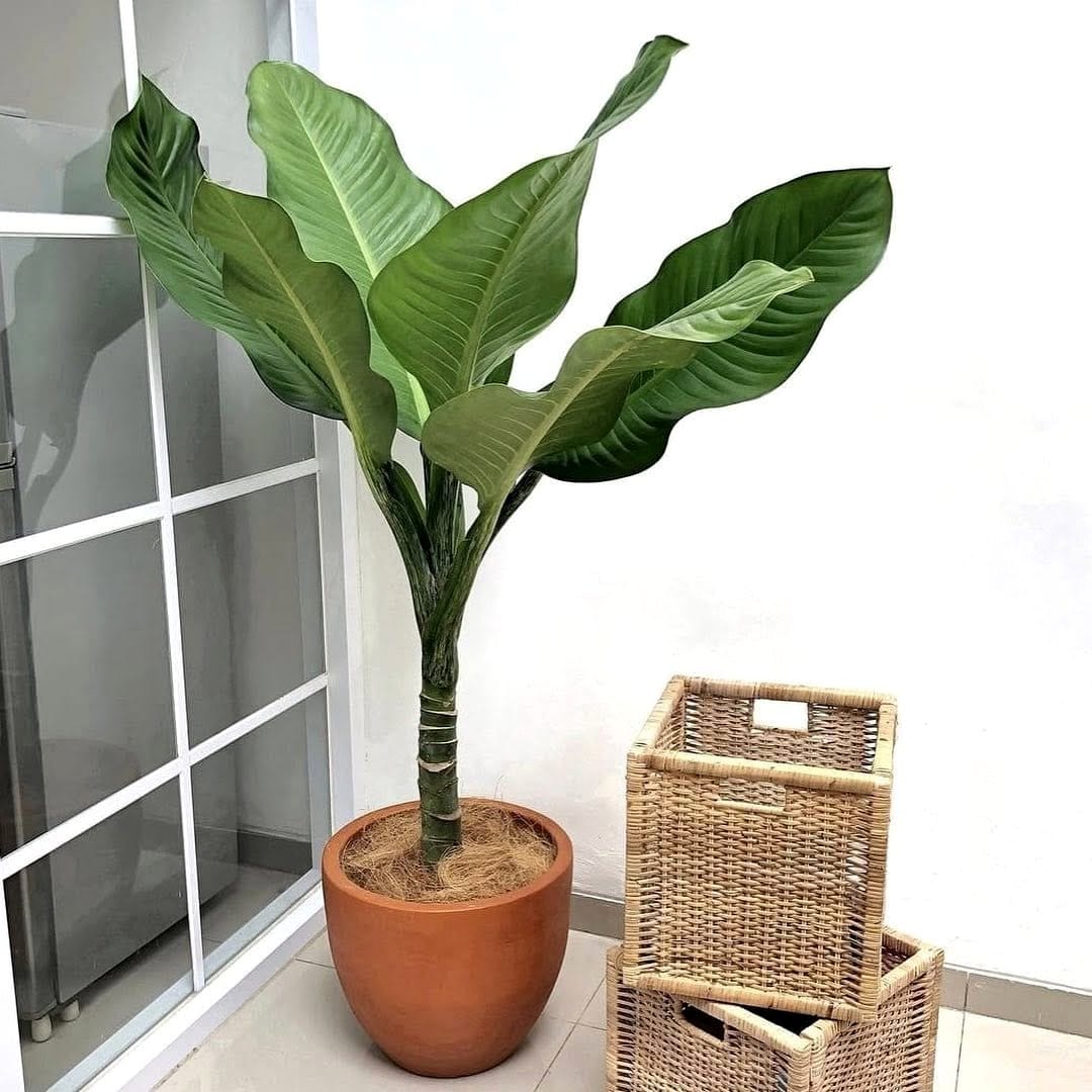 Alocasia and Dieffenbachia in office setting