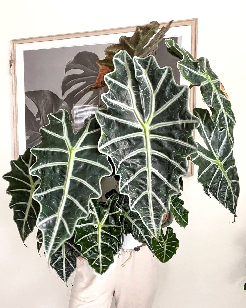 alocasia polly on side table