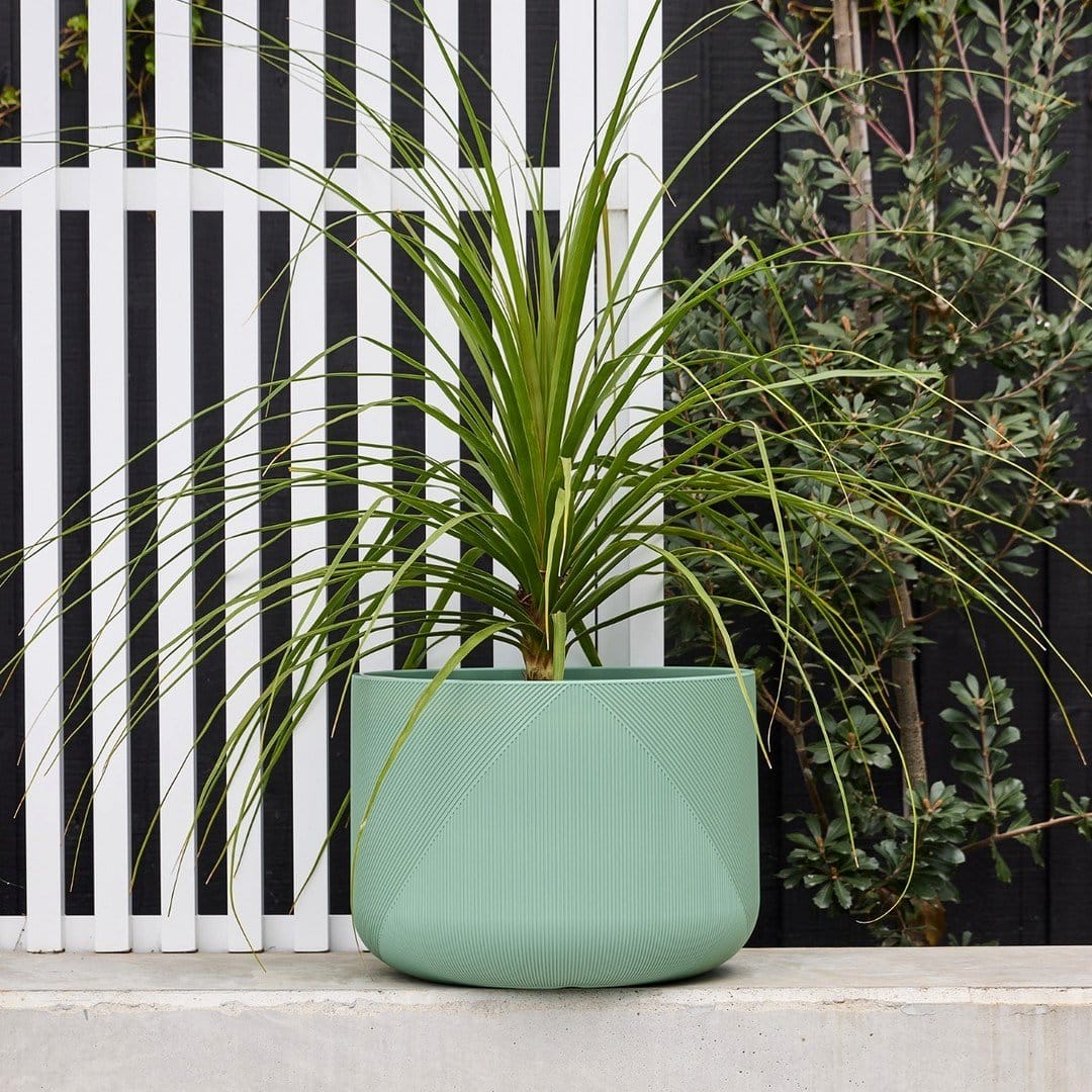 mint in decorative planter