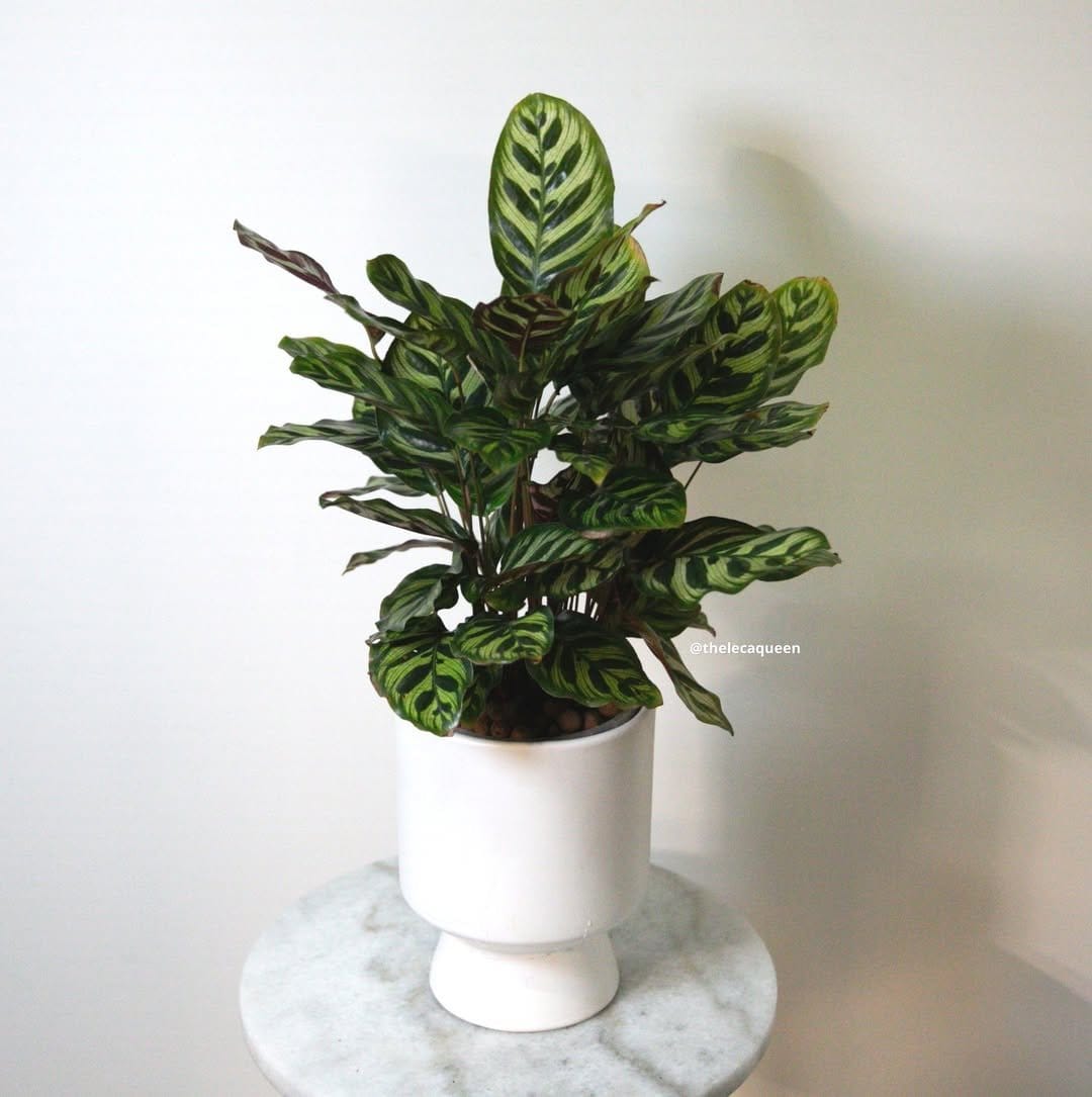 Vibrant calathea in patterned pot