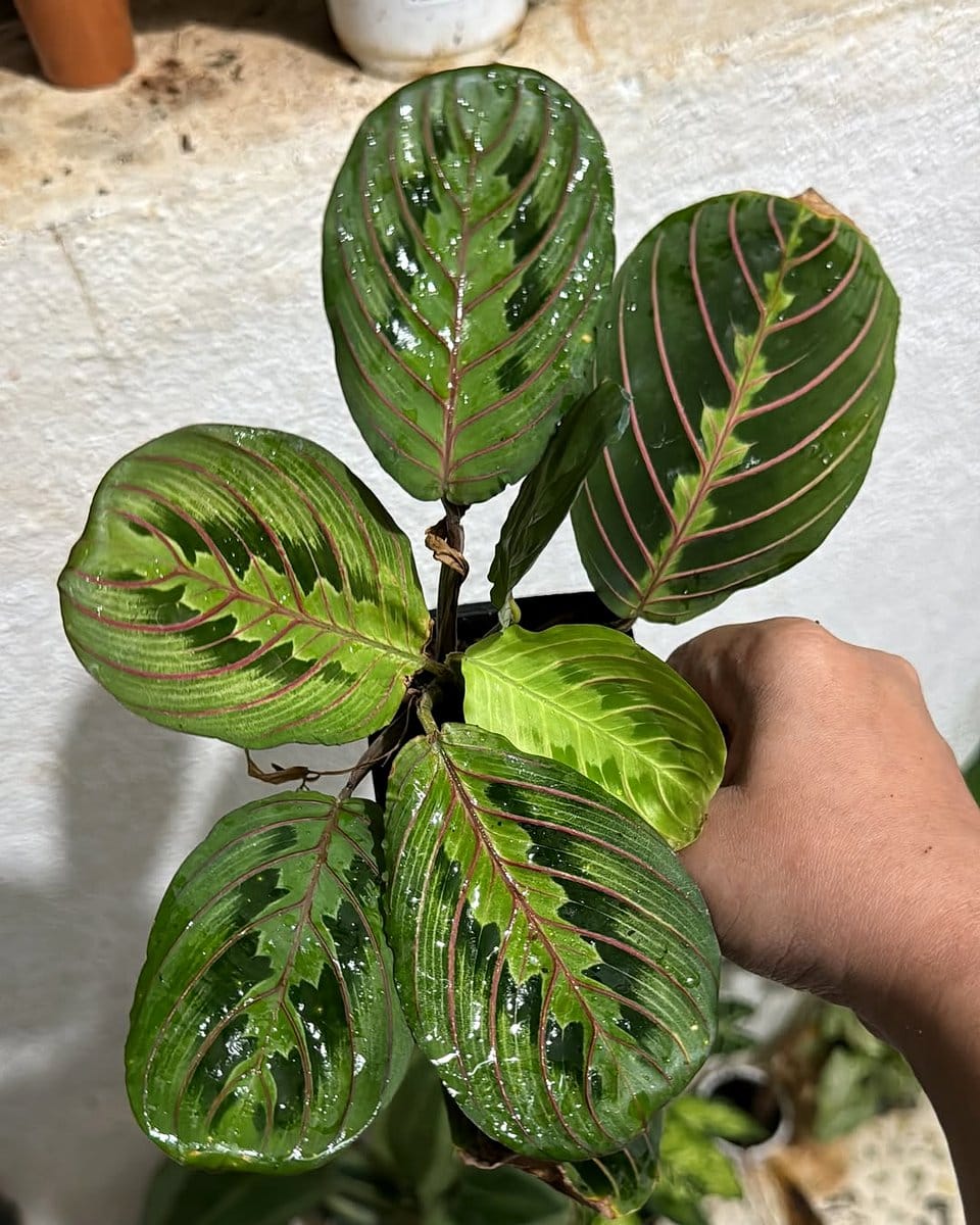 Maranta Leuconeura 'Kim' with red veins