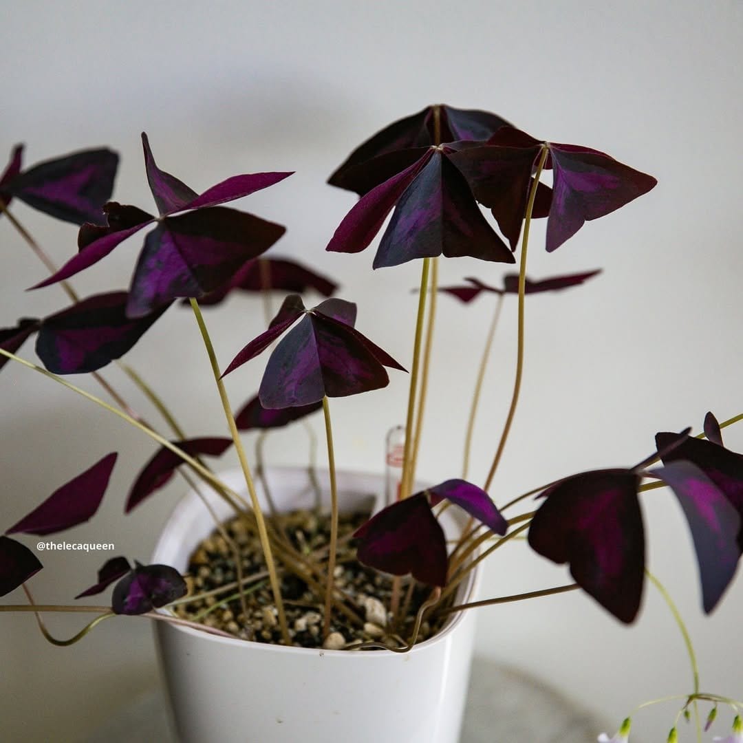 Charming oxalis in patterned planter