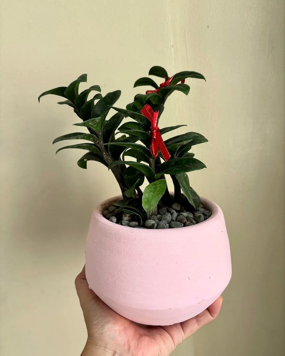 ZZ plant on office desk