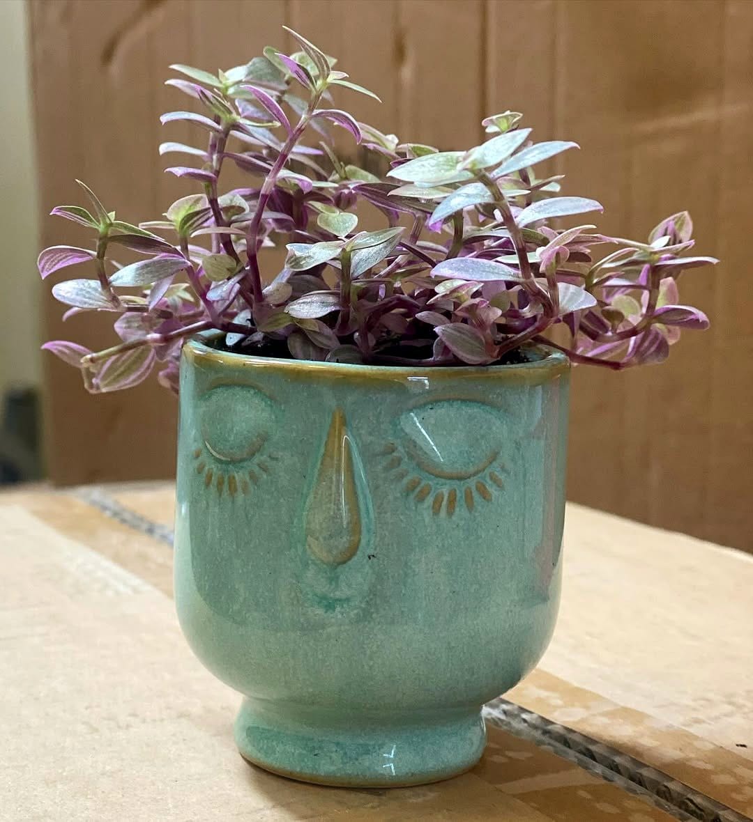 lavender and rosemary in ceramic pots