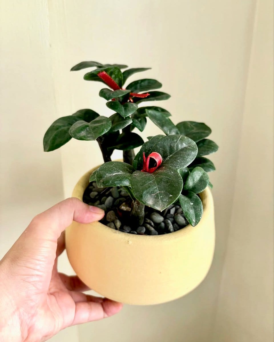 ZZ plant on white desk