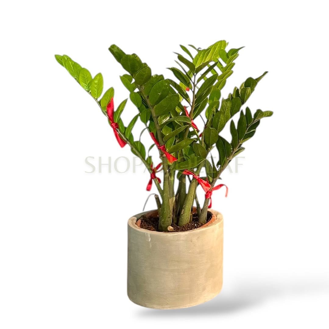 Glossy ZZ plant on wooden stand