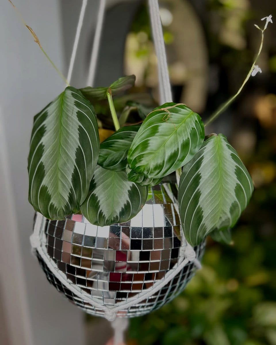 prayer plant with folded leaves in a hanging planter
