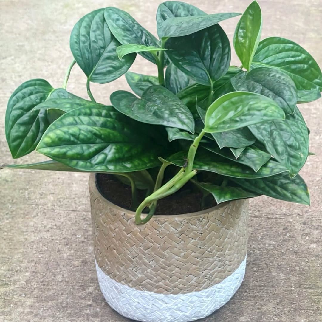 Monstera Peru with textured leaves