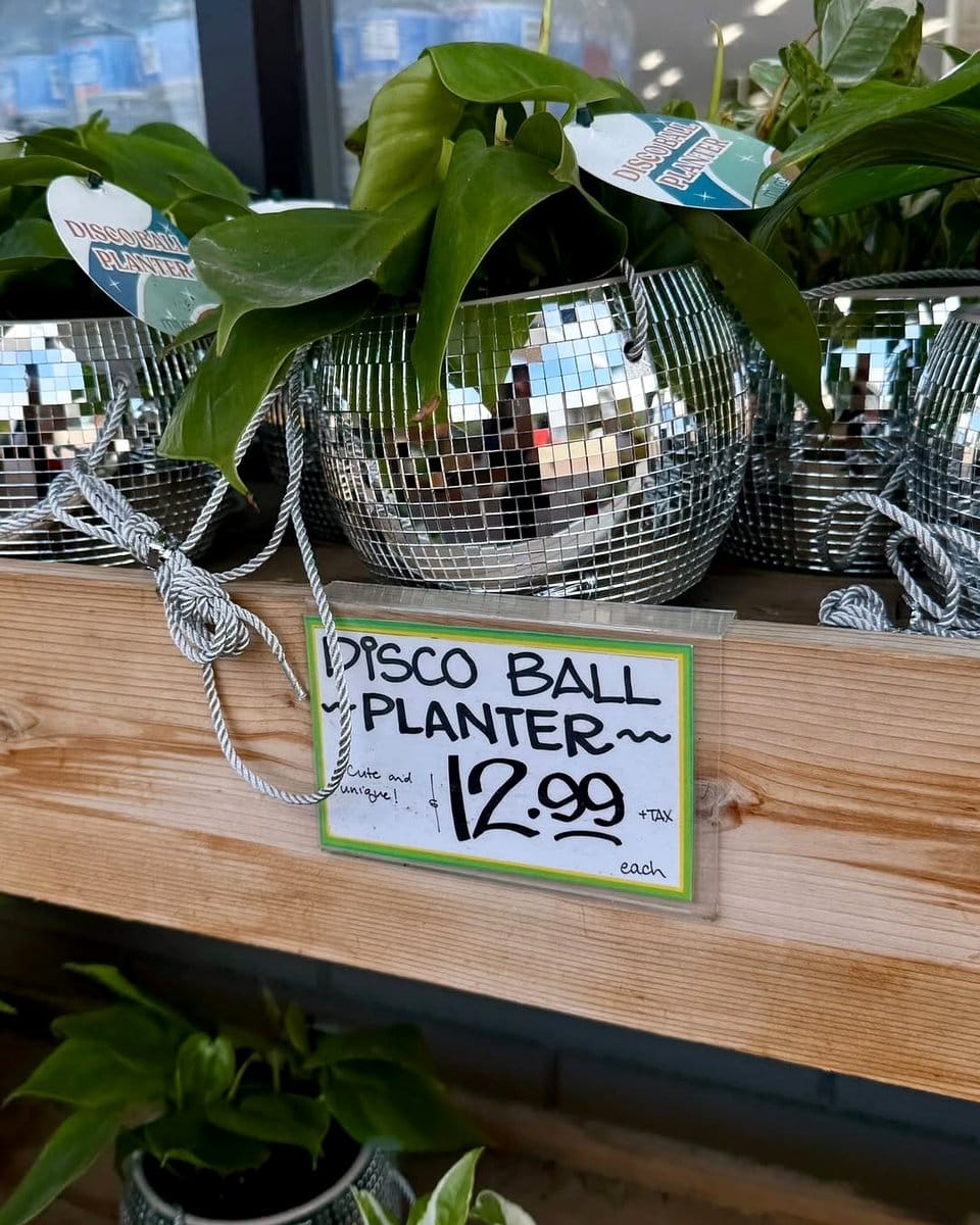 aromatic plants in crate