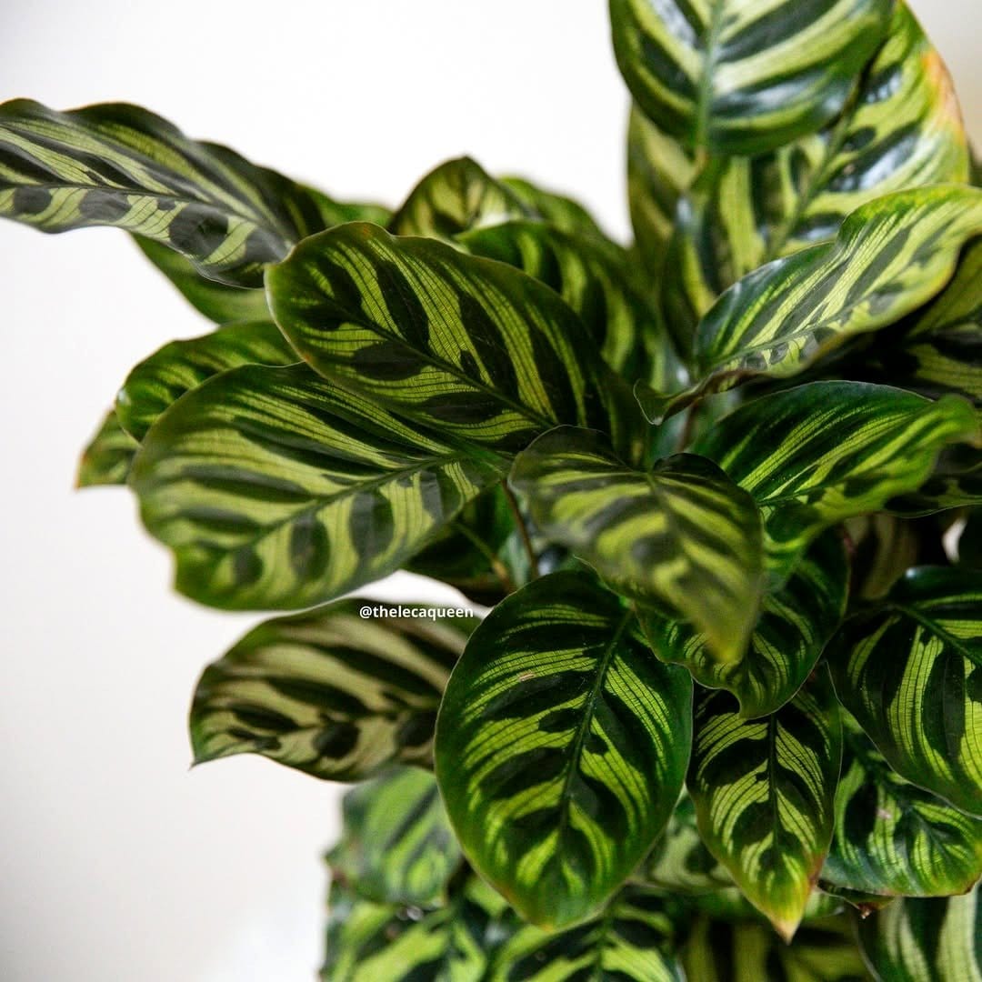 Calathea plant with patterned leaves