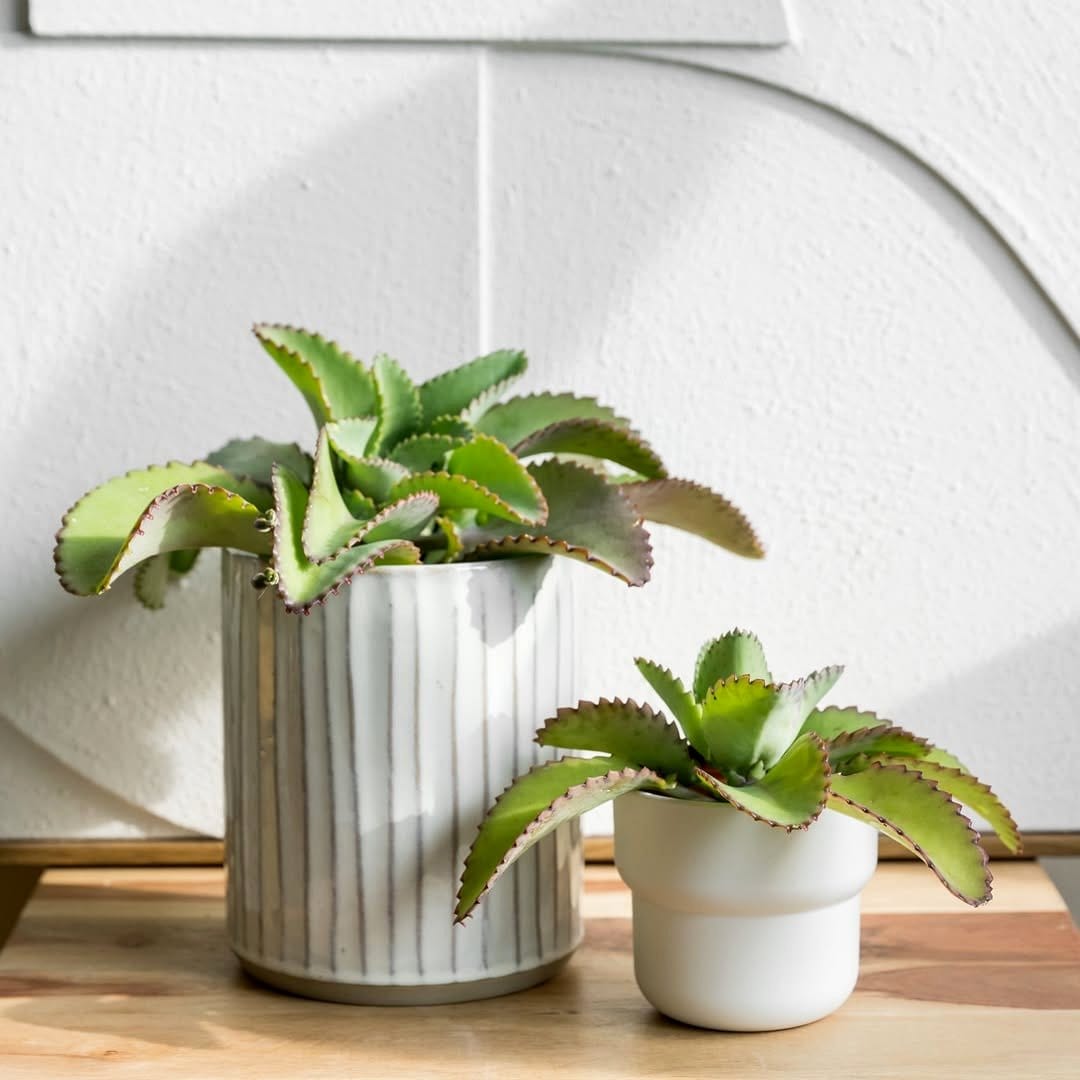 indoor succulents on sunny windowsill