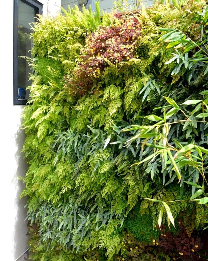 lush living fern wall