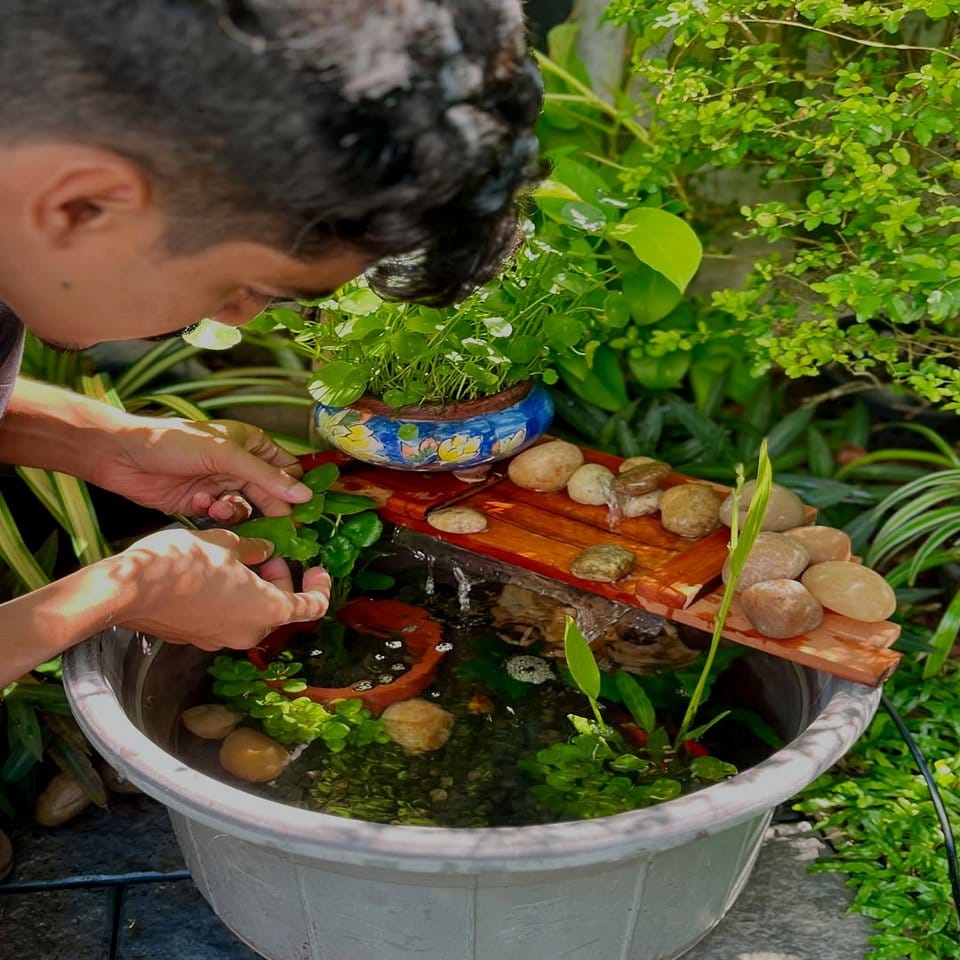 Identical aquatic plants around a small pond