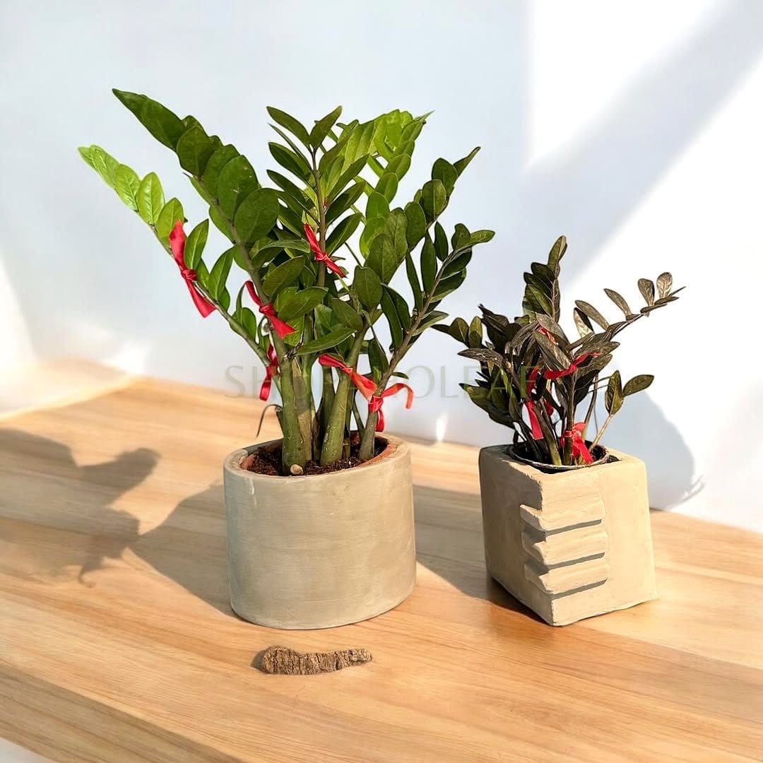 illuminated zamioculcas plant