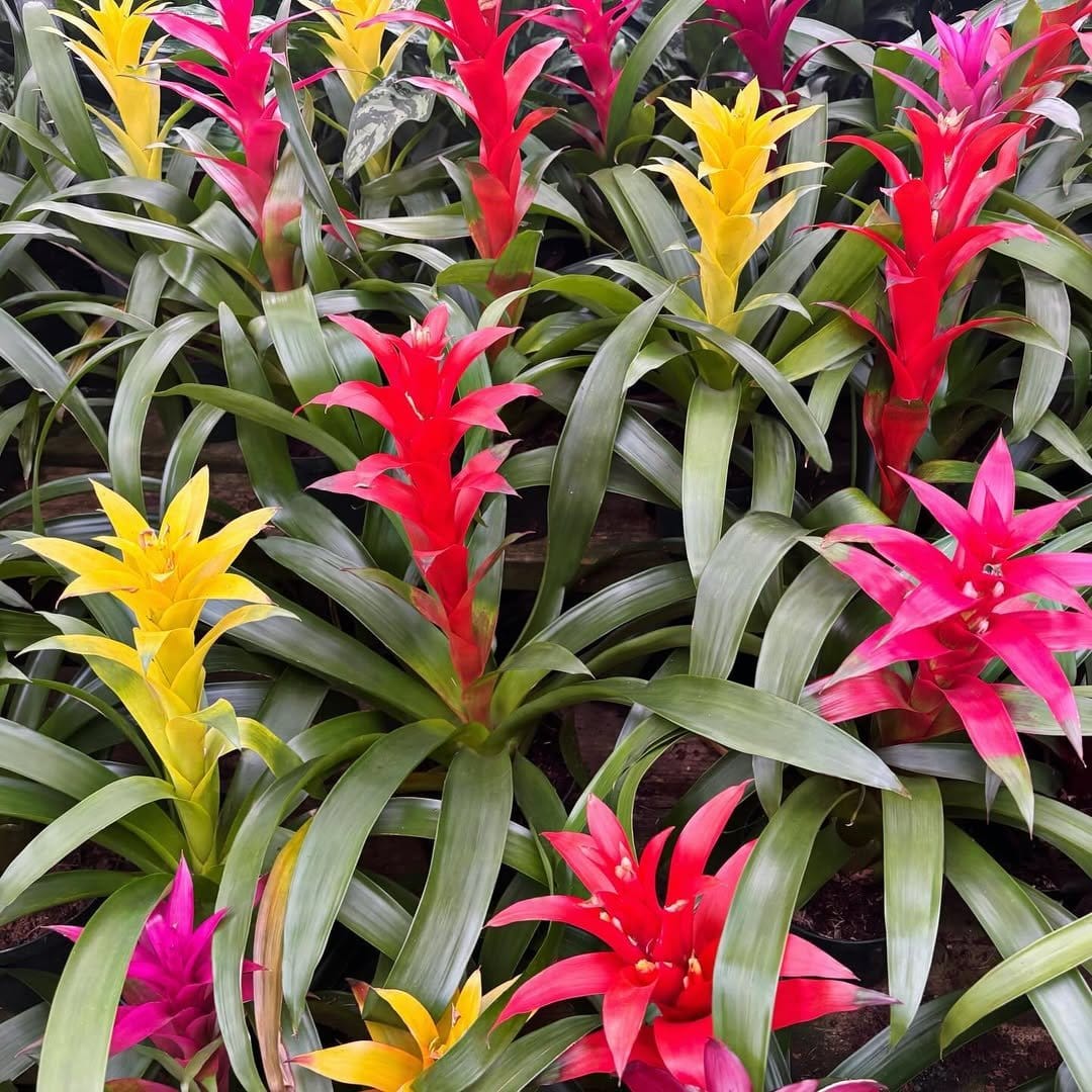 Bold bromeliad in decorative hanging planter