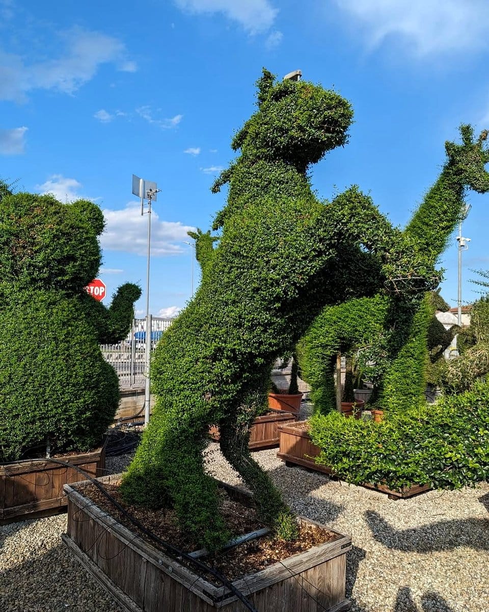 topiary plant in animal shape