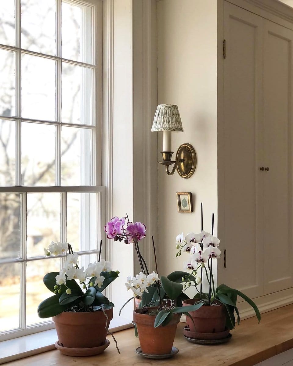 blooming orchid arrangement