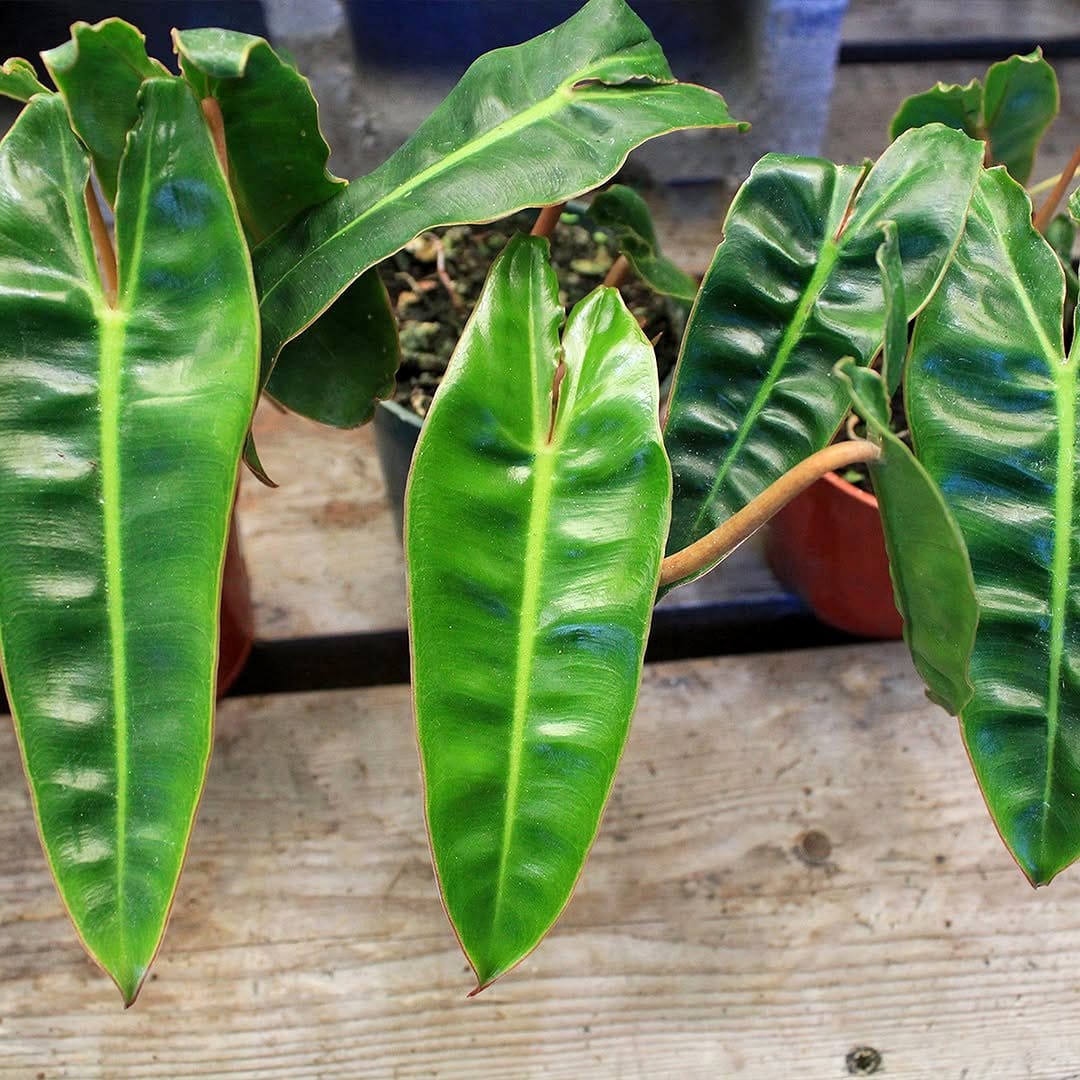 aspidistra variegata in hallway