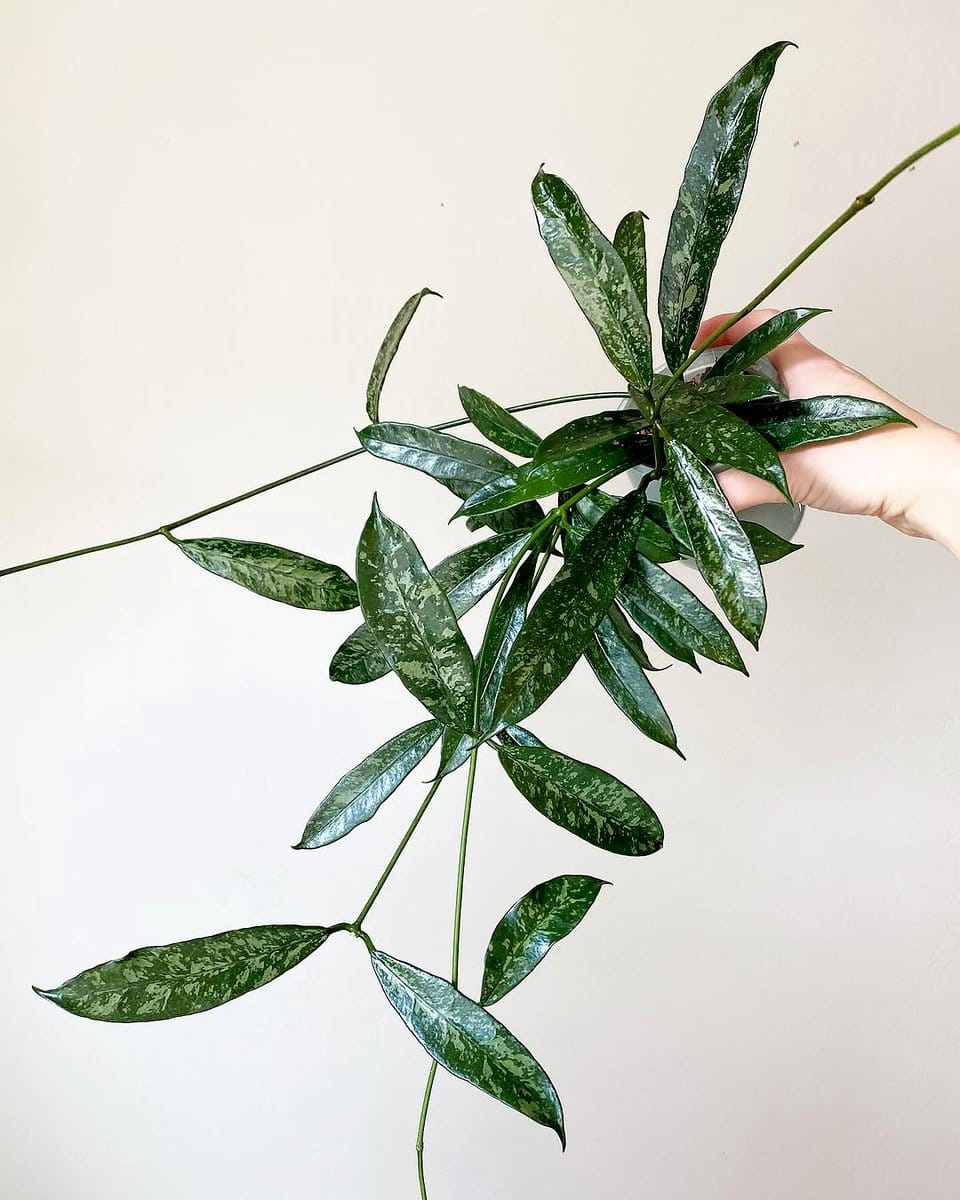 small cacti collection on dresser