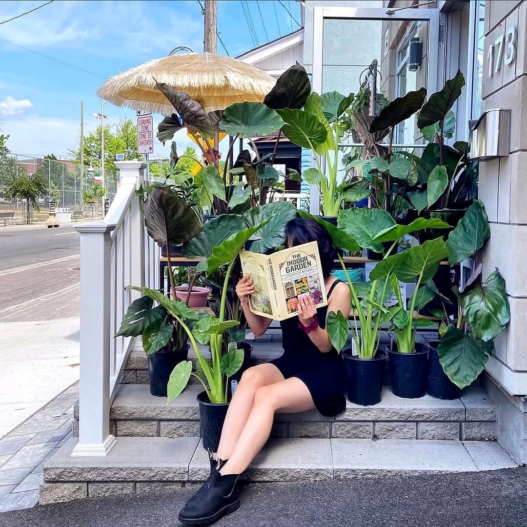 indoor plants near open patio doors