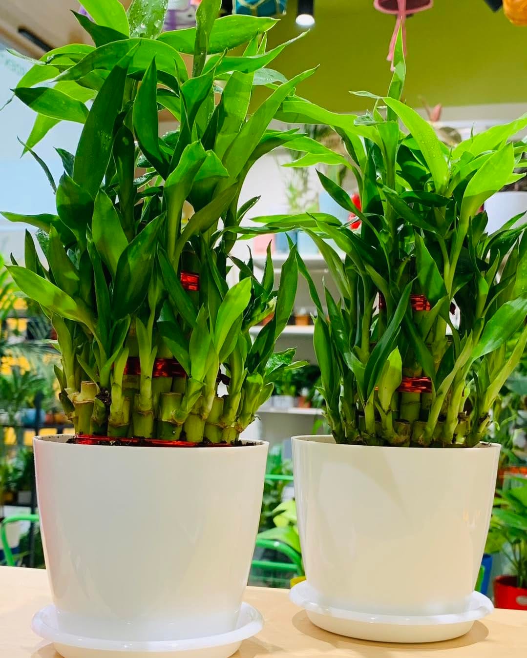 bamboo and ceramic planter on kitchen windowsill