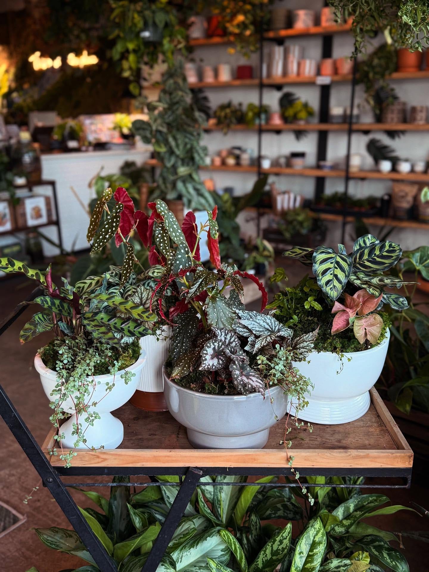 Practical potting bench organizer with wooden crates