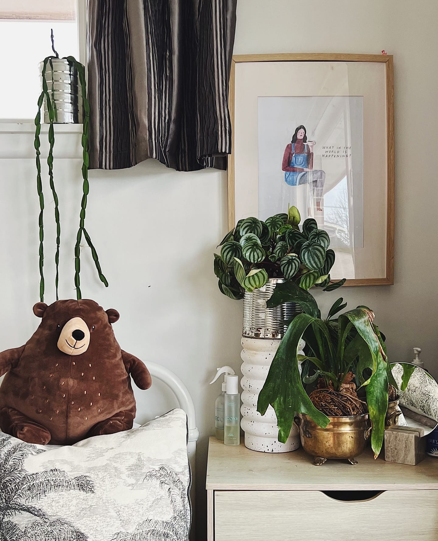 tall ficus trees by large window