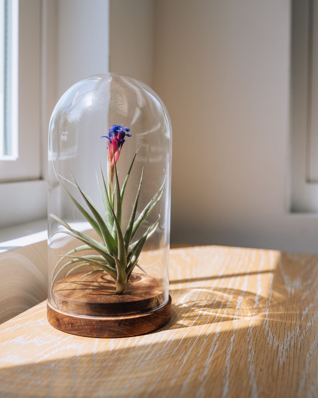 air plants in a wall frame