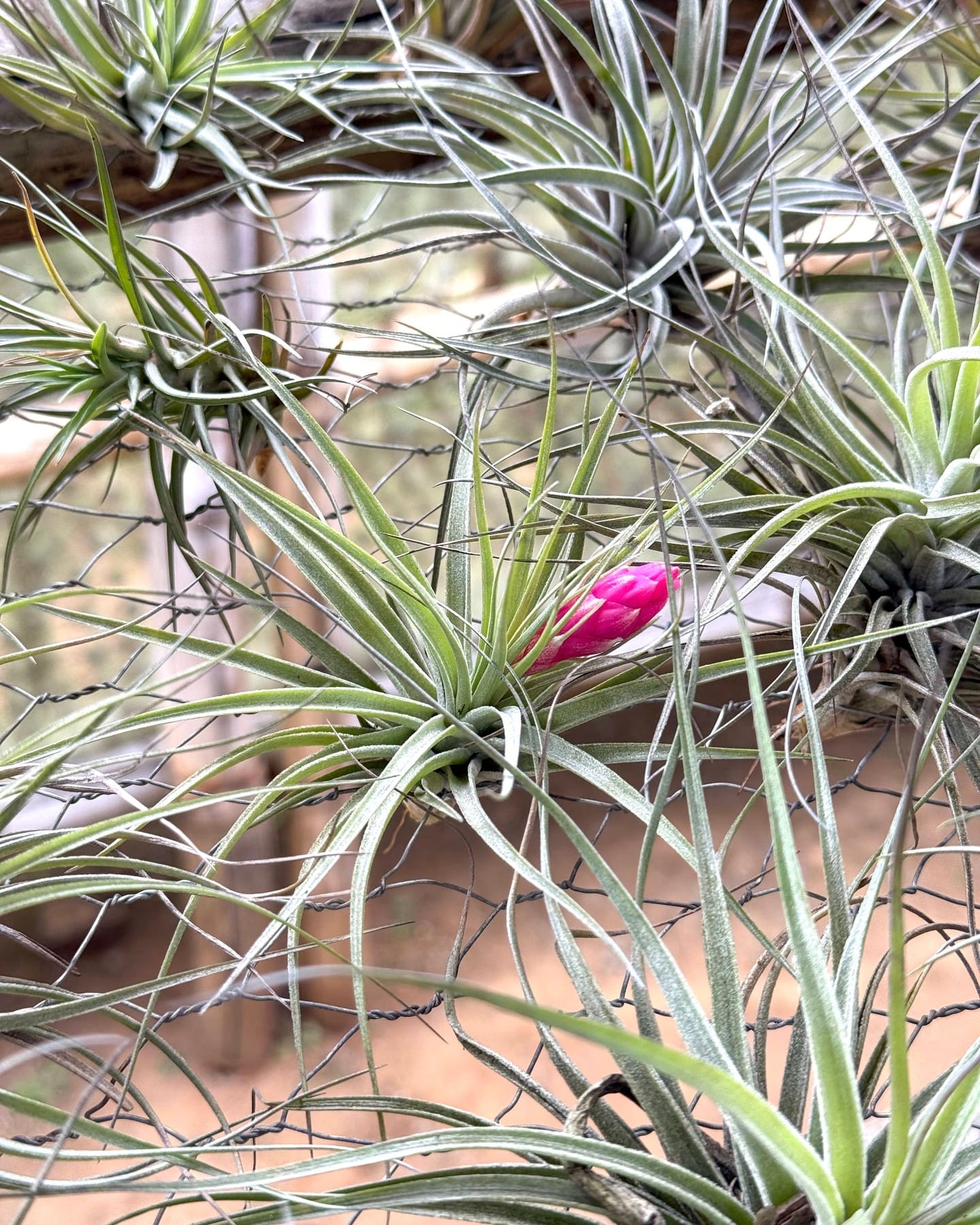 air plants in glass terrarium