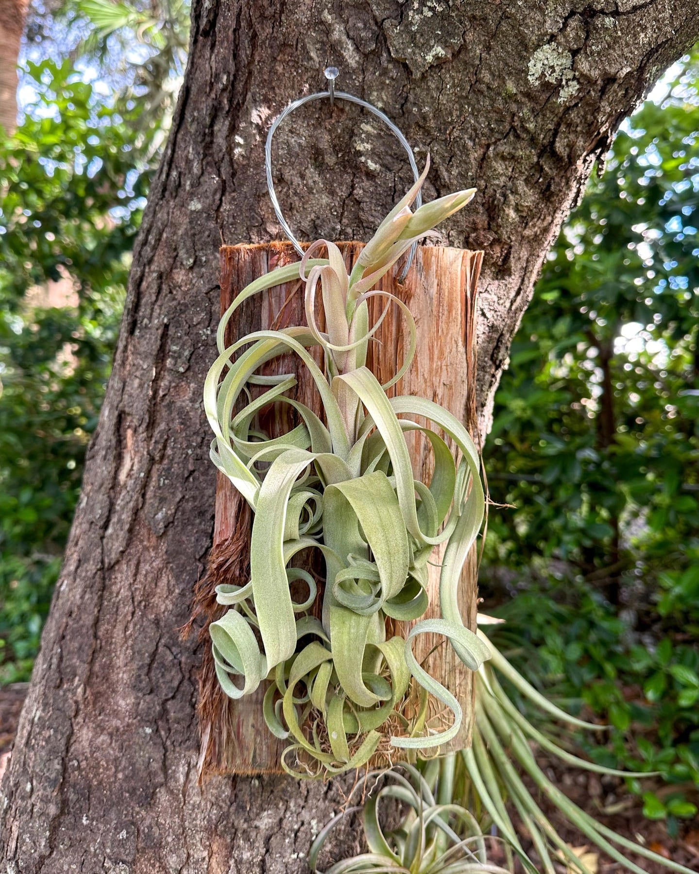 Hanging air plant mobile