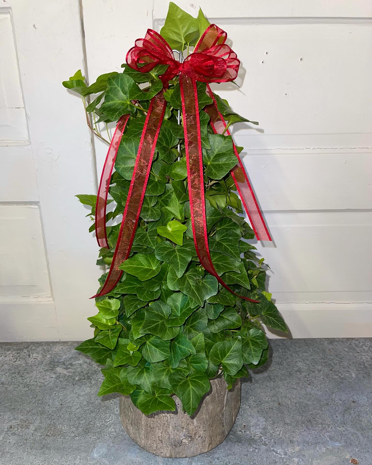 English Ivy trailing down shelf