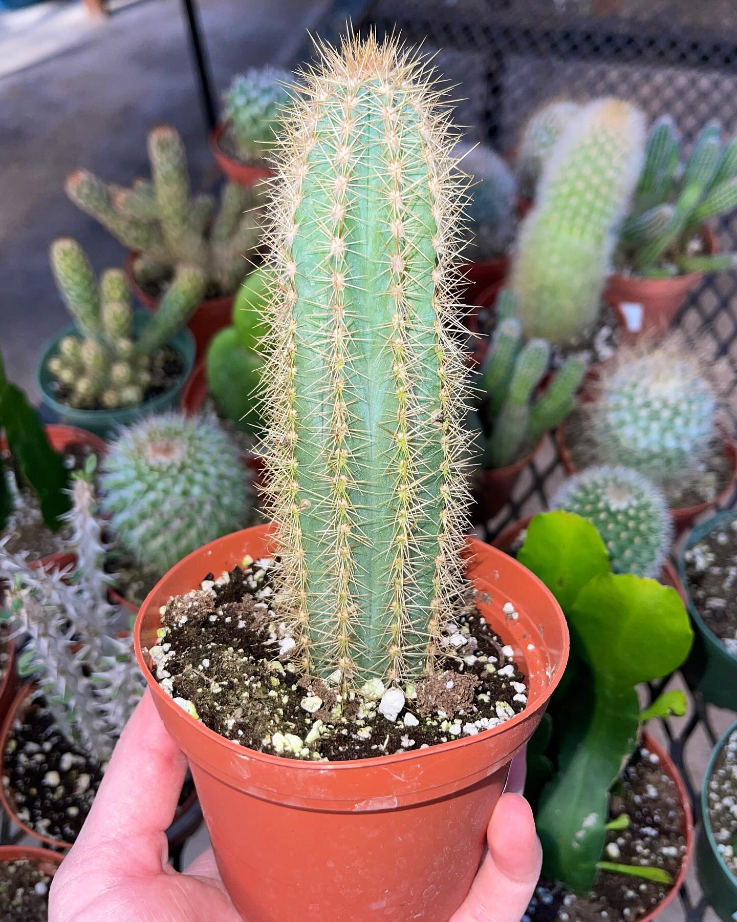 assorted cacti on a wooden shelf