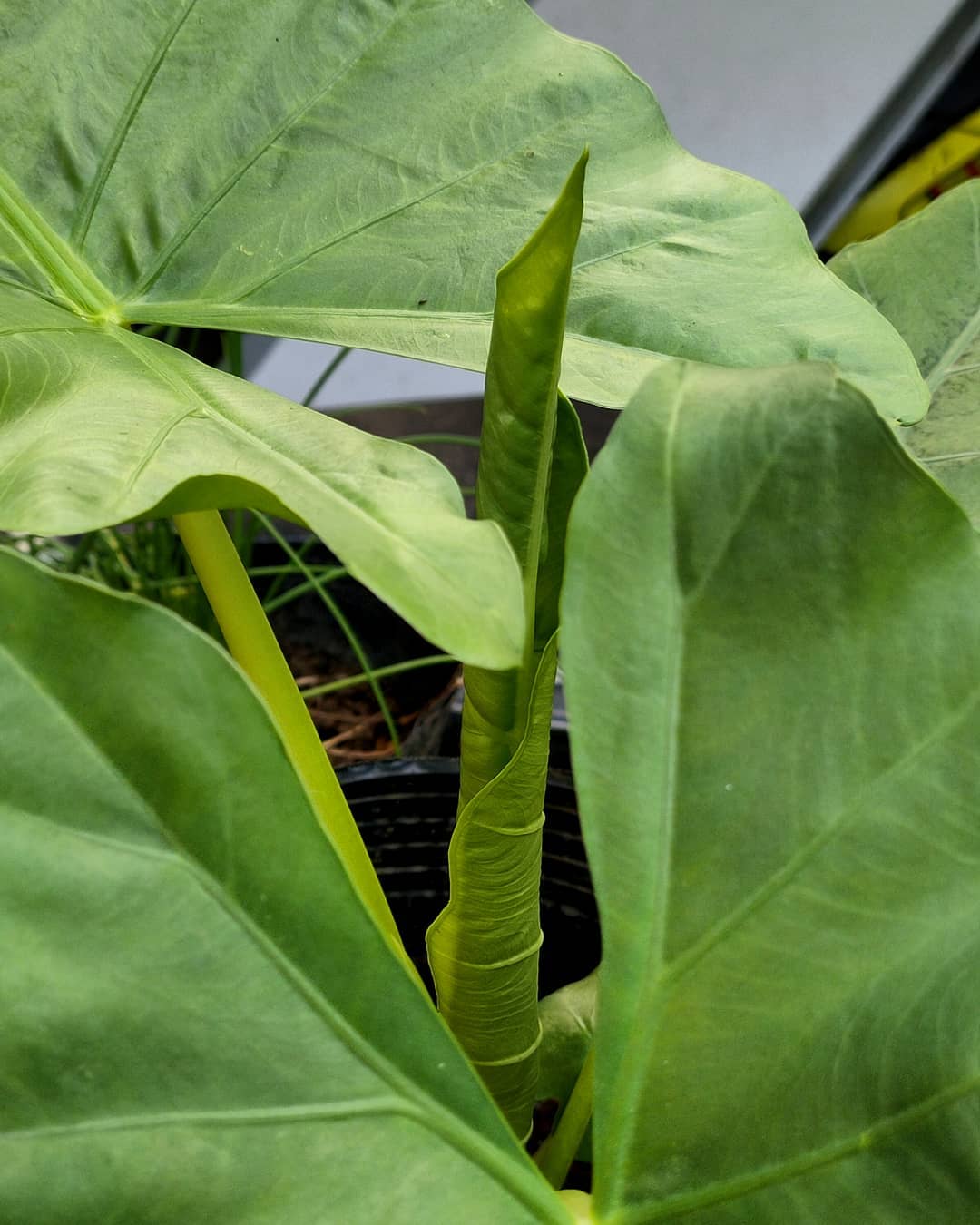 elephant ear plant cluster