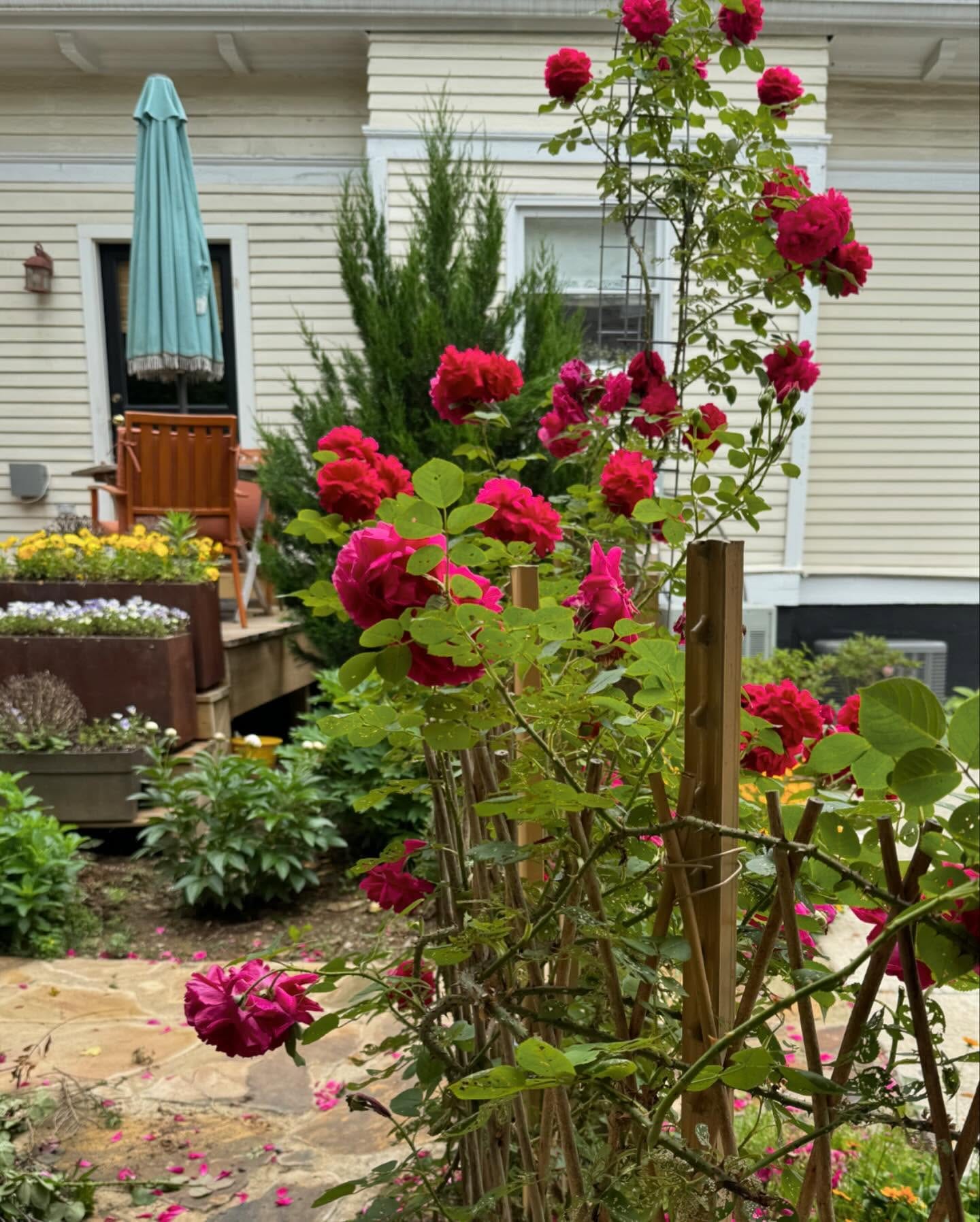 climbing rose on stacked trunks