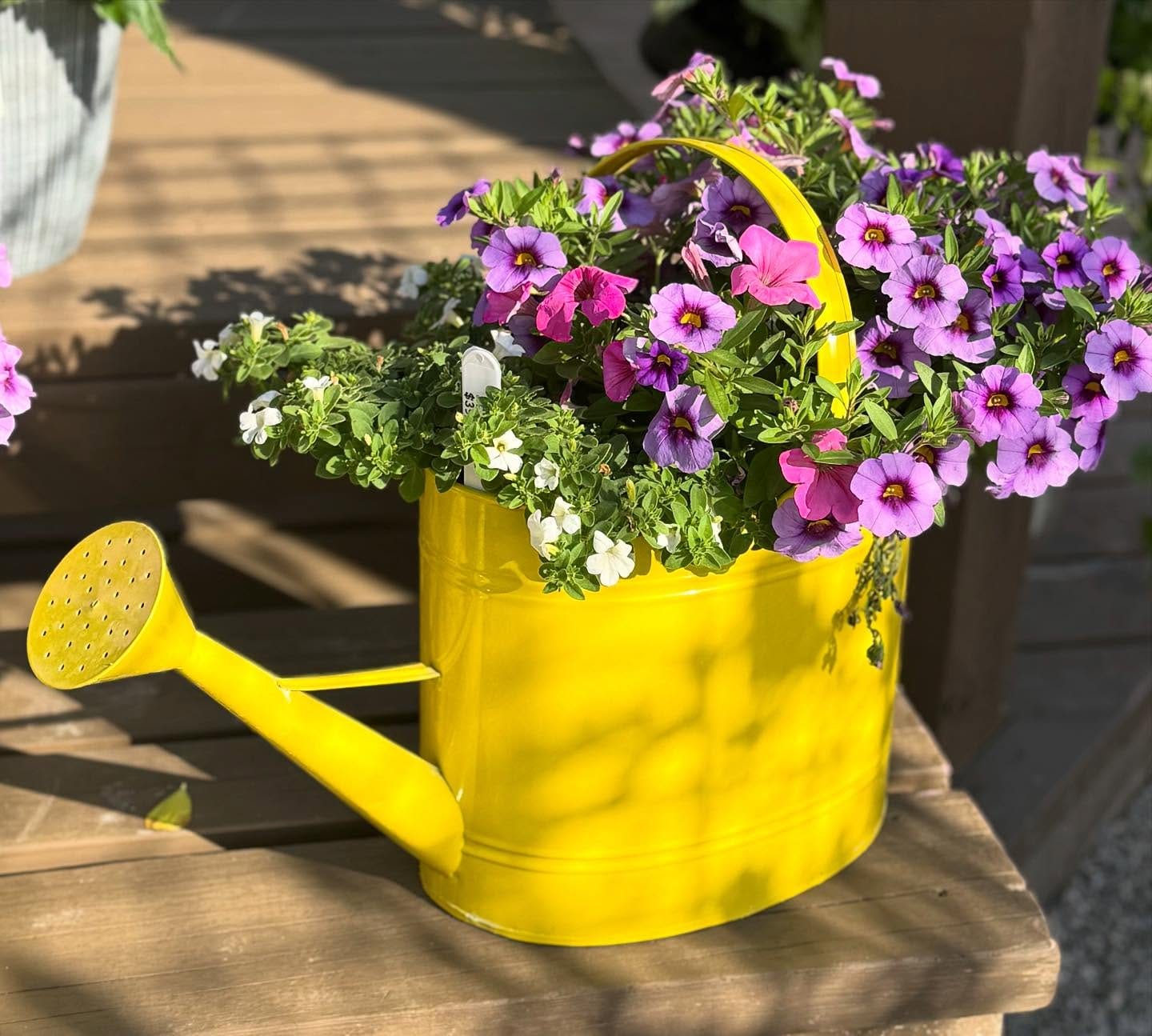 Morning glories climbing a vintage can
