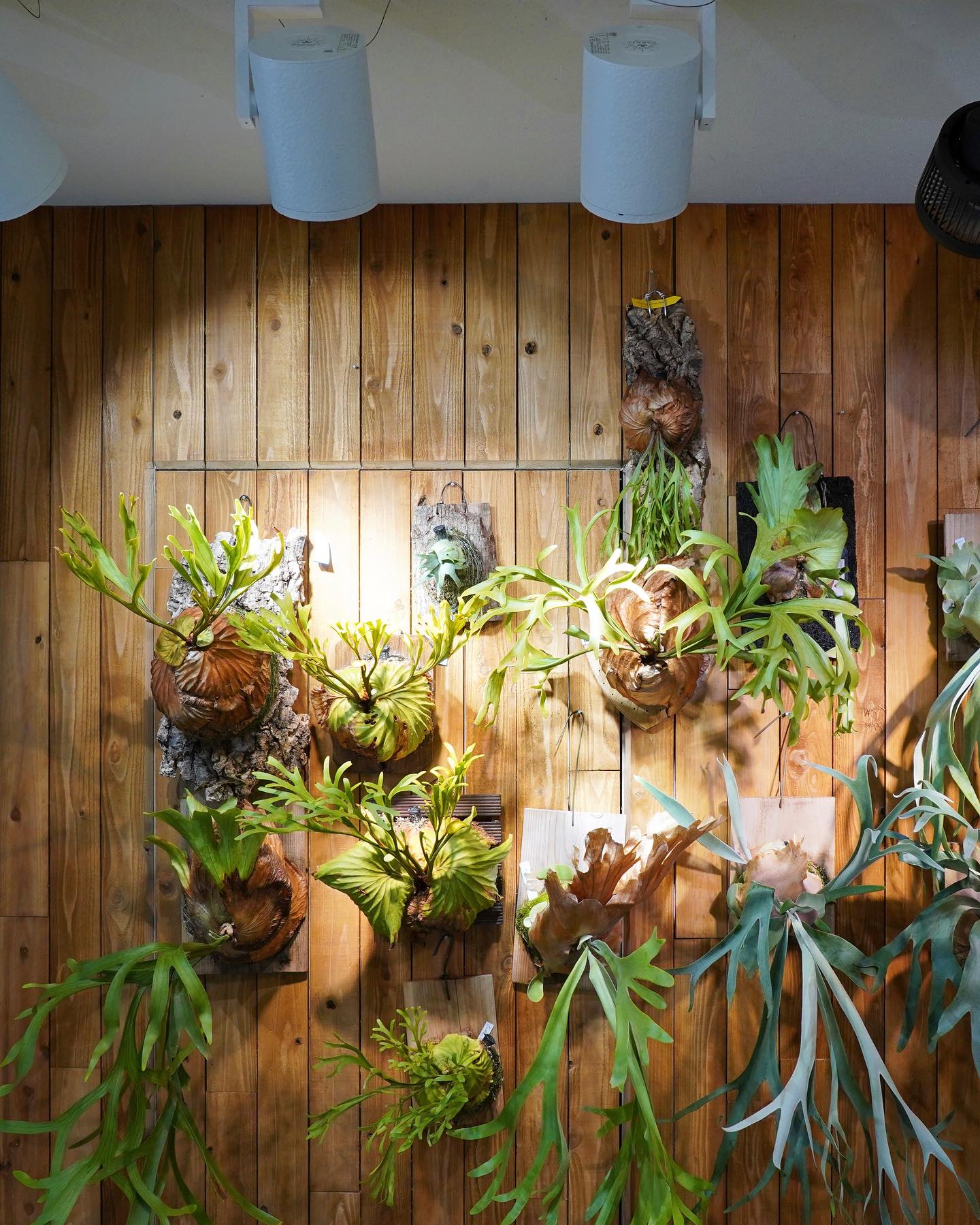 LED spotlight on potted fern