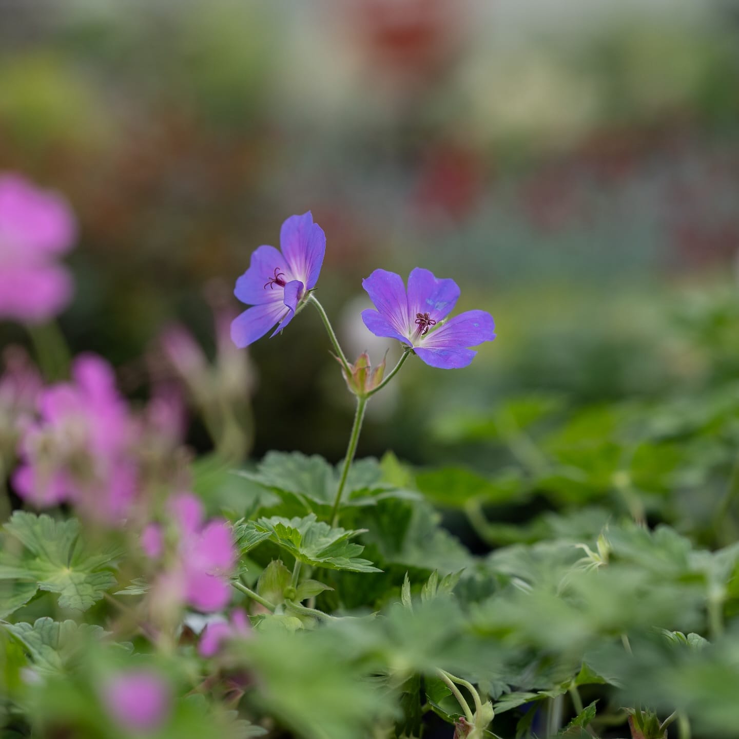 fragrant flowering plants