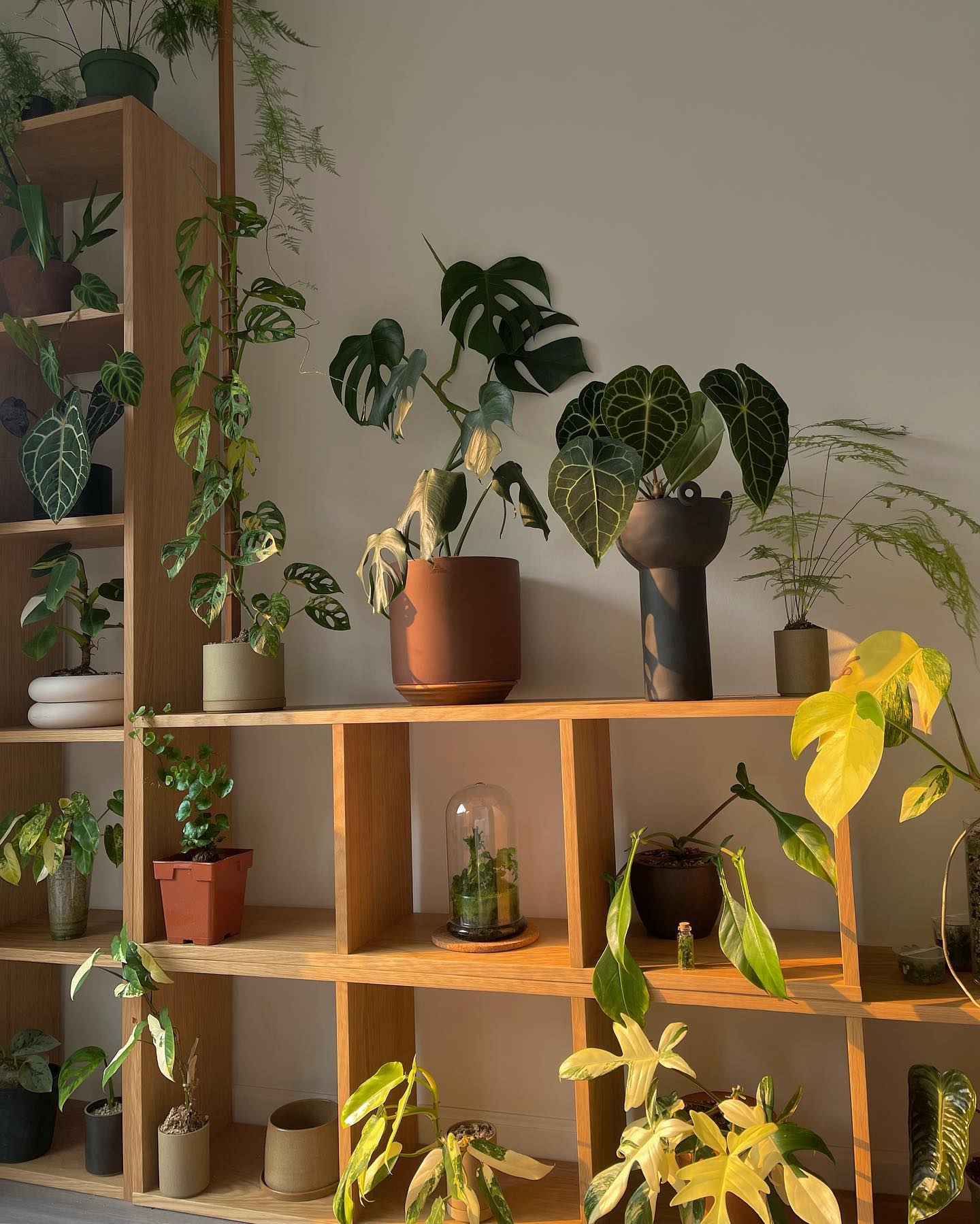 fiddle leaf fig on bookshelf