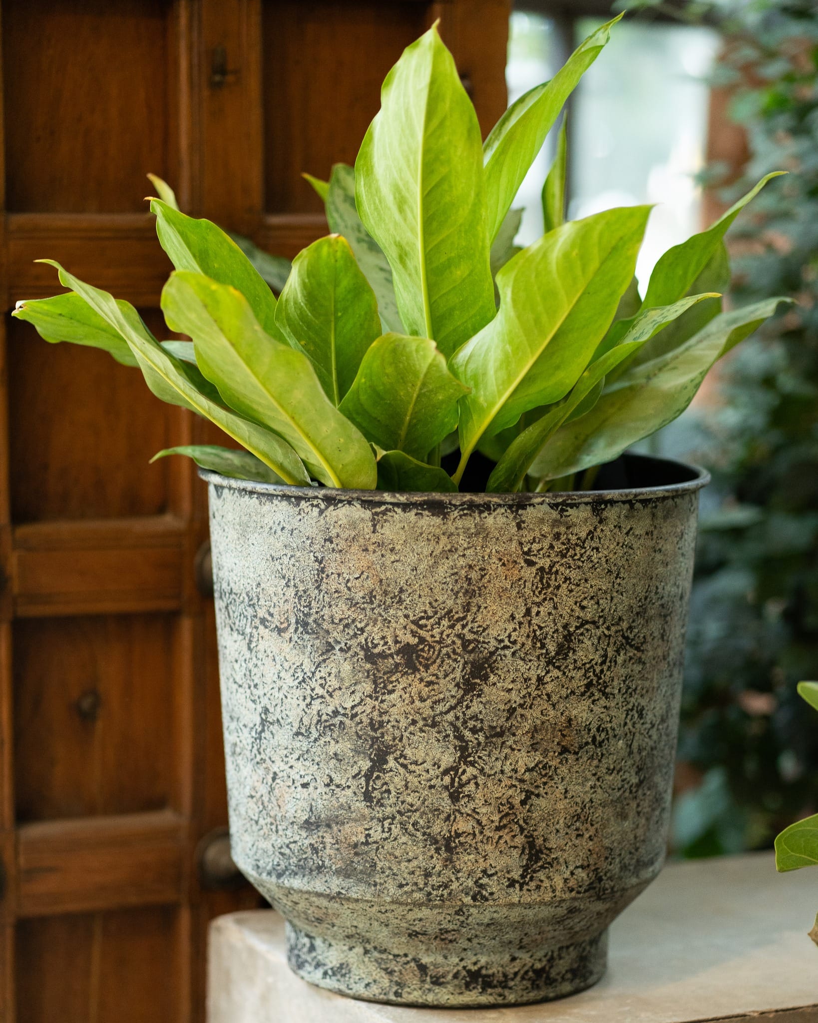 recycled metal container with herbs