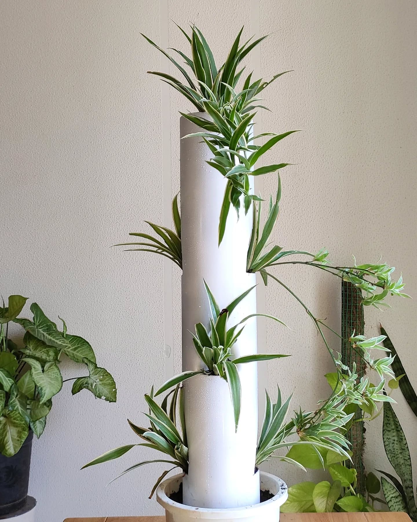 tall succulent tower display