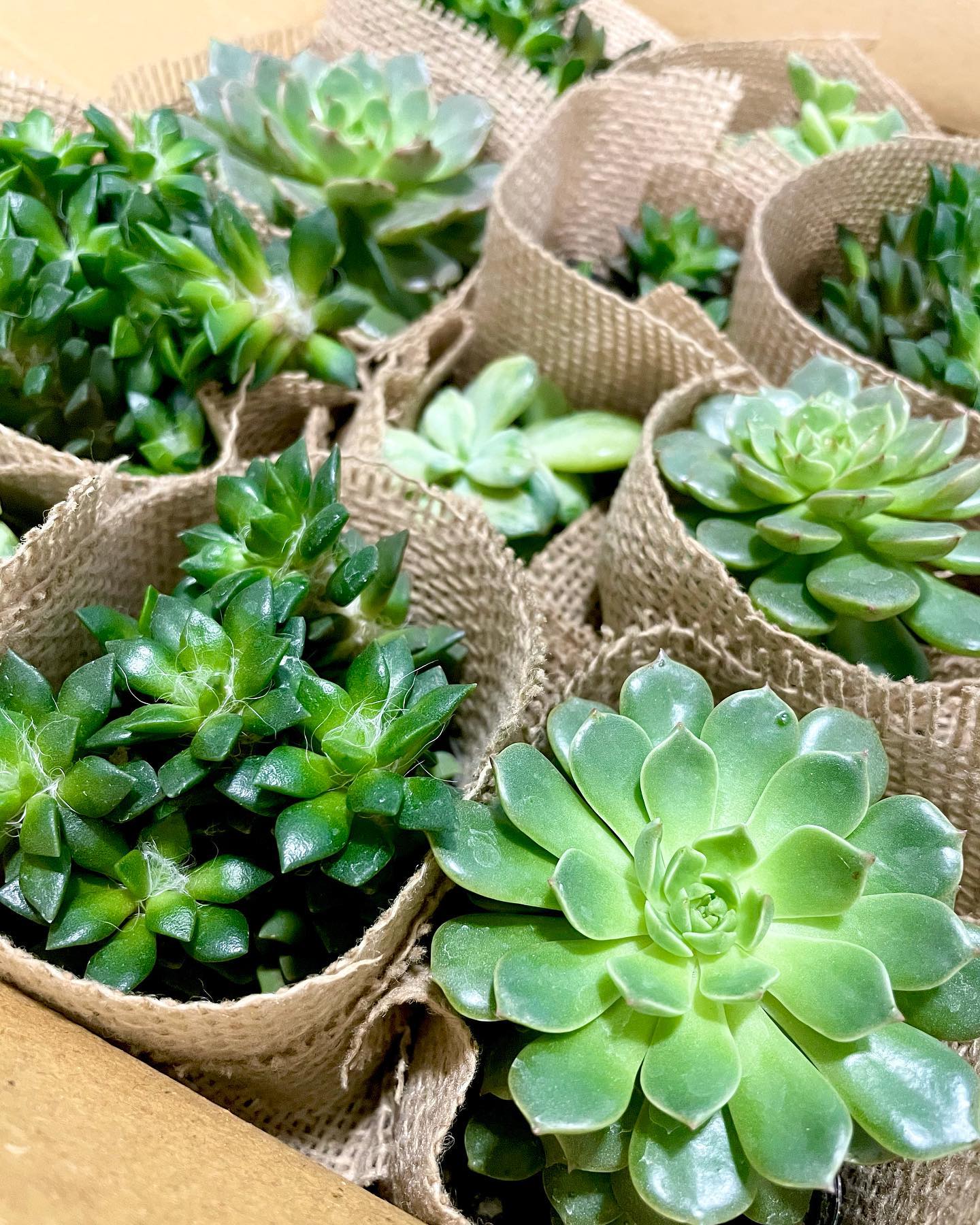 burlap wrapped pot with lavender