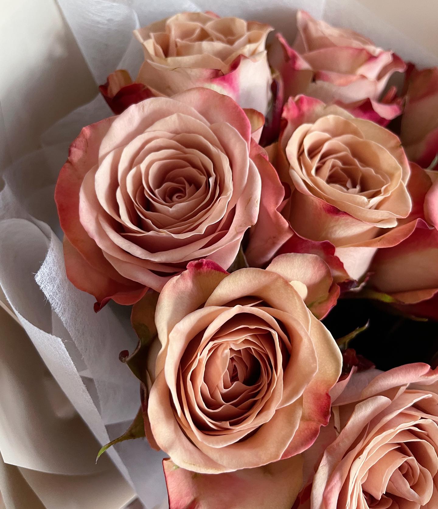 small rose bush in a decorative pot on a vintage record cabinet